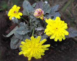Crepis pygmaea